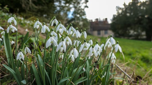 Snowdrops on East Bank at Ightham Mote